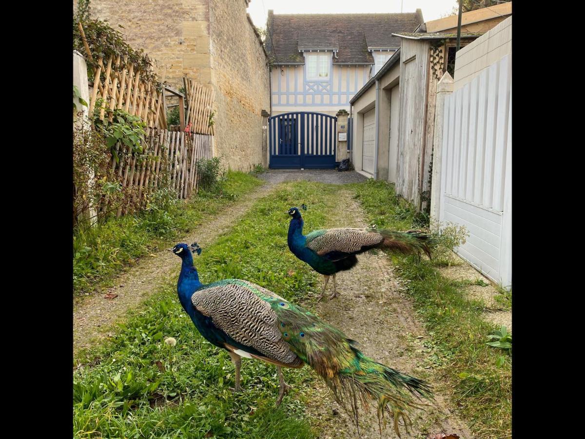 Balaena - Maison Avec Jardin Proche Plage Luc-sur-Mer Eksteriør bilde